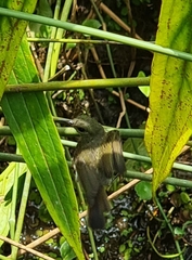 Nectariniidae