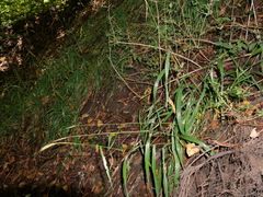 Hordelymus europaeus