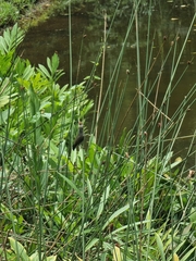 Nectariniidae