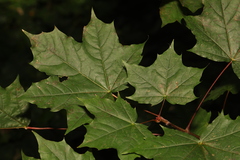 Acer platanoides