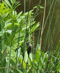 Nectariniidae
