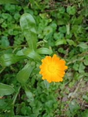 Calendula