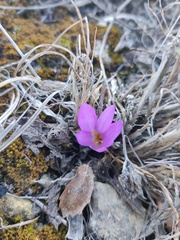Colchicum lusitanum