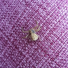 Xysticus