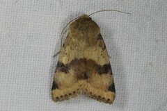 Heliothis viriplaca