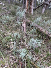 Chrysocephalum semipapposum