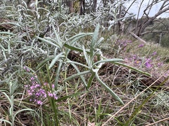 Chrysocephalum semipapposum