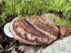 Fomitopsis hemitephra