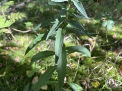 Solidago virgaurea