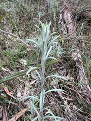 Chrysocephalum semipapposum