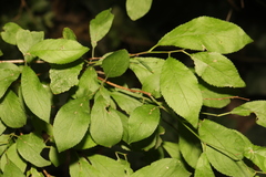 Prunus spinosa