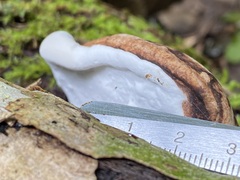 Fomitopsis hemitephra