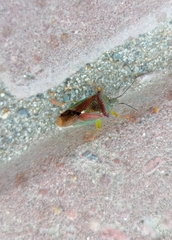 Acanthosoma haemorrhoidale