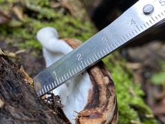 Fomitopsis hemitephra