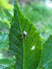Araniella displicata