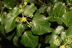 Hedera helix