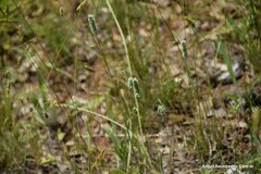 Phleum pratense