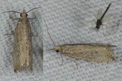 Bactra