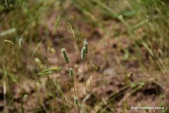 Phleum pratense