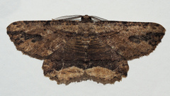 Menophra abruptaria