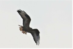 Buteo rufinus