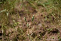 Phleum pratense
