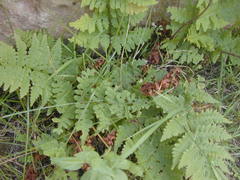 Dryopteris inaequalis