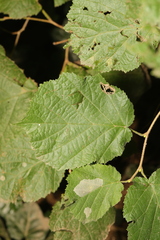 Corylus avellana