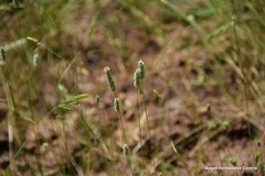 Phleum pratense