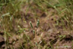 Phleum pratense