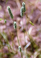Phleum pratense