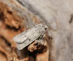 Ectopatria