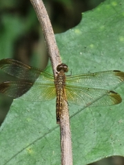 Neurothemis fluctuans