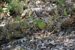 Coronilla scorpioides