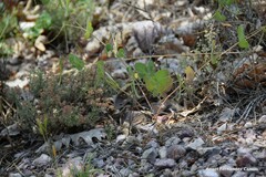 Coronilla scorpioides