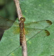 Neurothemis fluctuans