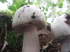 Agaricus sylvicola