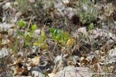 Coronilla scorpioides