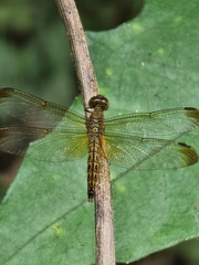 Neurothemis fluctuans