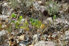 Coronilla scorpioides
