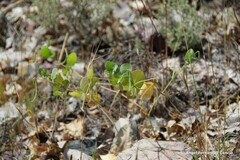 Coronilla scorpioides
