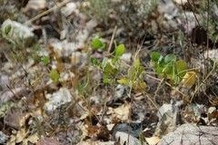 Coronilla scorpioides