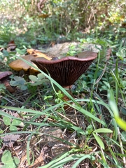 Chroogomphus vinicolor