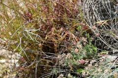 Brachypodium distachyon