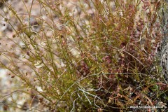 Sanguisorba verrucosa