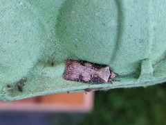 Agrotis puta