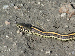 Thamnophis radix