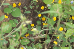 Crotalaria filipes