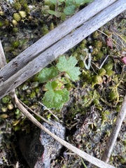 Hydrocotyle callicarpa
