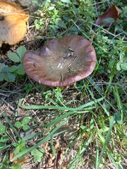 Chroogomphus vinicolor